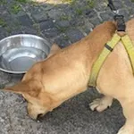 Znaleziono psa, Radom, 30 czerwca 2024