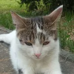 Zaginął kot, Łańcut, 1 lipca 2024