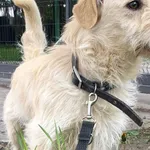 Ripley (5924), Samiec