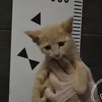 Znaleziono kota, Chełmek, 30 czerwca 2024