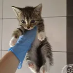 Znaleziono kota, Chełmek, 29 czerwca 2024