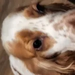 Zaginął pies, Łódź, 27 czerwca 2024