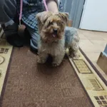 Znaleziono psa, Sosnowiec, 28 czerwca 2024