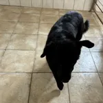 Nr: 265/2024 - Pies z Jawor