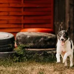 Portos 616096700011520