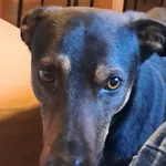 Zaginął pies, Wałbrzych, 2 lipca 2024