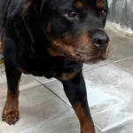 PSY Z INTERWENCJI POLICJA 02.07.2024