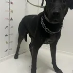 Bytom mieszaniec czarny pies 285/2024