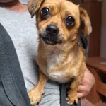 Pies do adopcji, Orzechowce, 2 lipca 2024