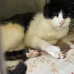 Pazurka to około 10-letnia kotka, która większość (jak nie całość) swojego życia spędziła jako kot wolno żyjący. Kotka została wyłapana z zakładów przemysłowych, gdzie żyła, ponieważ ma zdeformowane ł