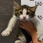 Przyjęty: 2024-07-02 Gmina: Żywiec Płeć: Kocur Opis: europejska, buro-białe