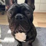 Zaginął pies, Zielonki Parcela, 2 lipca 2024