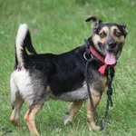 Znaleziono psa, Toruń, 7 czerwca 2024