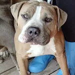 Znaleziono psa, Lublin, 3 lipca 2024