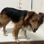 Bytom 616093902523416 mieszaniec tricolor pies 319/2024, 288/2024