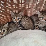 Kot do adopcji, Orzechowce, 2 lipca 2024