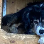 Nr: 274/2024 - Pies z Świdnica W.