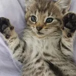 Fela - 8 tygodniowa koteczka szuka domu!