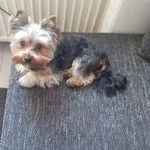 Zaginął pies, Bydgoszcz, 3 lipca 2024