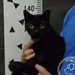 Przyjęty: 2024-07-02 Gmina: Żywiec Płeć: Kotka Opis: europejska, czarne