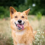 Lisek - wspaniały, delikatny, piękny pies!