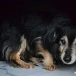 Przyjęty: 2024-07-02 Gmina: Rytwiany Płeć: Pies Opis: mieszaniec, czarne-podpalane