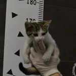 Przyjęty: 2024-07-03 Gmina: Jaworzno Płeć: Kotka Opis: europejska, biało-bure