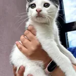 Około 3 miesięczny kociak gotowy do adopcji. Krecik - bo tak ma na imię - lgnie do ludzi, chce uwagi, towarzystwa i przytulania. Skacze po klatce, domagając się, by choć na chwilę człowiek zatrzymał