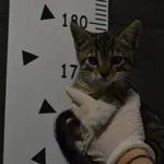 Przyjęty: 2024-07-03 Gmina: Jaworzno Płeć: Kocur Opis: europejska, buro-białe