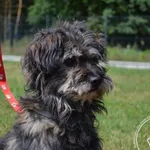 Pies do adopcji, Chełmek, 5 czerwca 2024