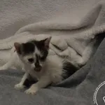 Imię: Przyjęty: 2024-06-10 Płeć: Kotka Opis: europejska, biało-czarne Wiek: ok. 2 m-ce