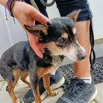 Znaleziono psa, Racławice, 30 czerwca 2024