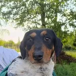 Pies do adopcji, Wolsztyn, 3 lipca 2024