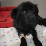 Pies do adopcji, Kielce, 4 lipca 2024