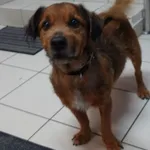 PIES Z INTERWENCJI DNIA 03.07.2024