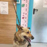 Pies do adopcji, Kielce, 4 lipca 2024