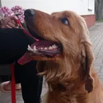 Znaleziono psa_03.07.2024