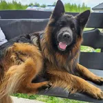 Zaginął pies, Łódź, 3 lipca 2024