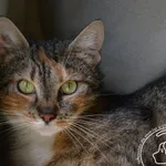 Kot do adopcji, Chełmek, 26 kwietnia 2024