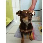 Znaleziono psa, Białystok, 14 czerwca 2024