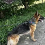 Pies do adopcji, Wolsztyn, 4 lipca 2024