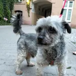 Pies czeka na właściciela.