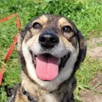 Nutka (5891), Samica