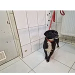 Znaleziono psa, Białystok, 15 czerwca 2024