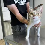 Nr: 278/2024 - Kot z Lubin Miasto