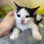 Kot do adopcji, Kielce, 6 lipca 2024