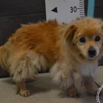 Przyjęty: 2024-07-05 Gmina: Przeciszów Płeć: Suka Opis: mieszaniec, rude