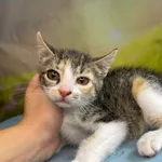 Kot do adopcji, Kielce, 6 lipca 2024