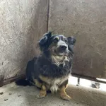 Nr: 279/2024 - Pies z Lubin Miasto