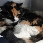 Znaleziono kota, Gdańsk, 5 lipca 2024